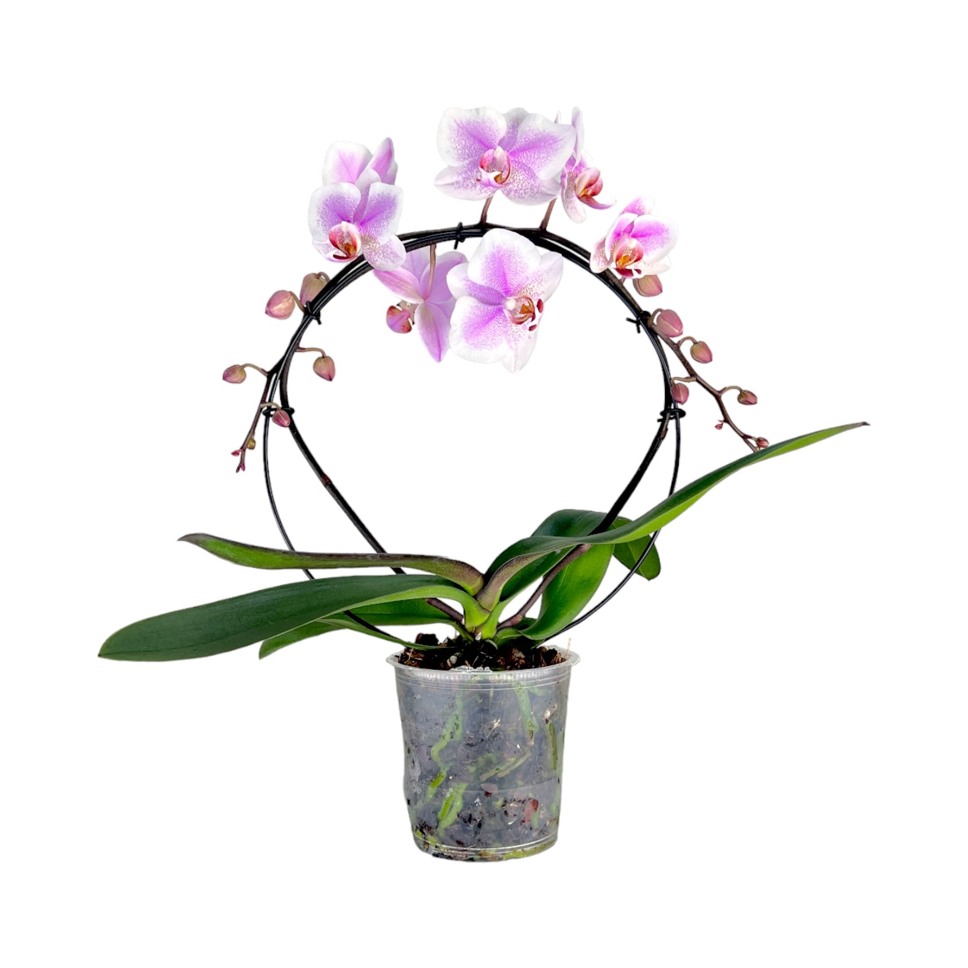 Hooped Orchid 12 cm Mixed Colour - Orchid The Horti House