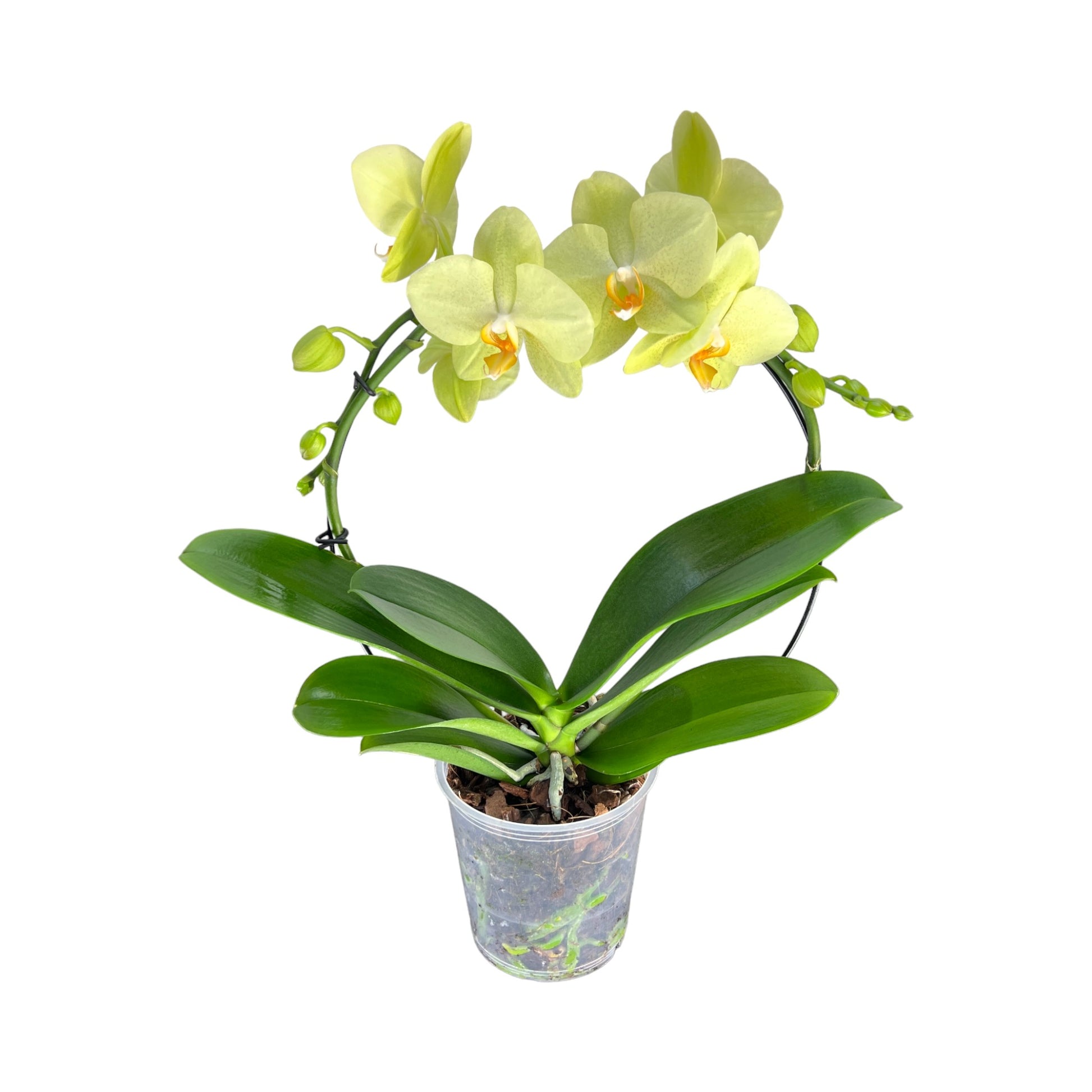 Hooped Orchid 12 cm Mixed Colour - Orchid The Horti House