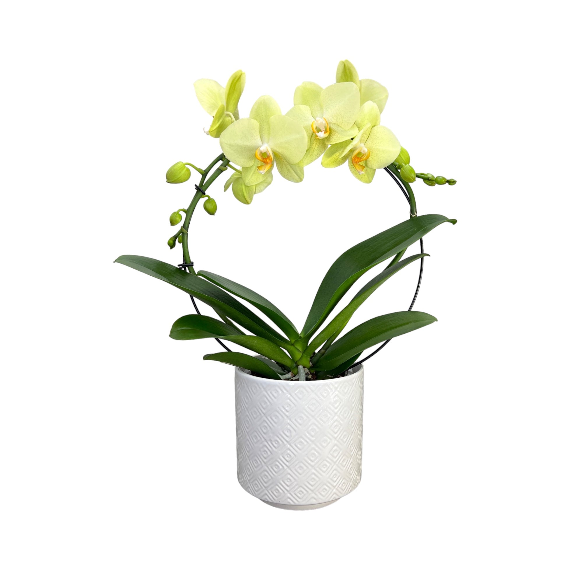 Hooped Orchid 12 cm in Ceramic Mixed Colour - Orchid The Horti House