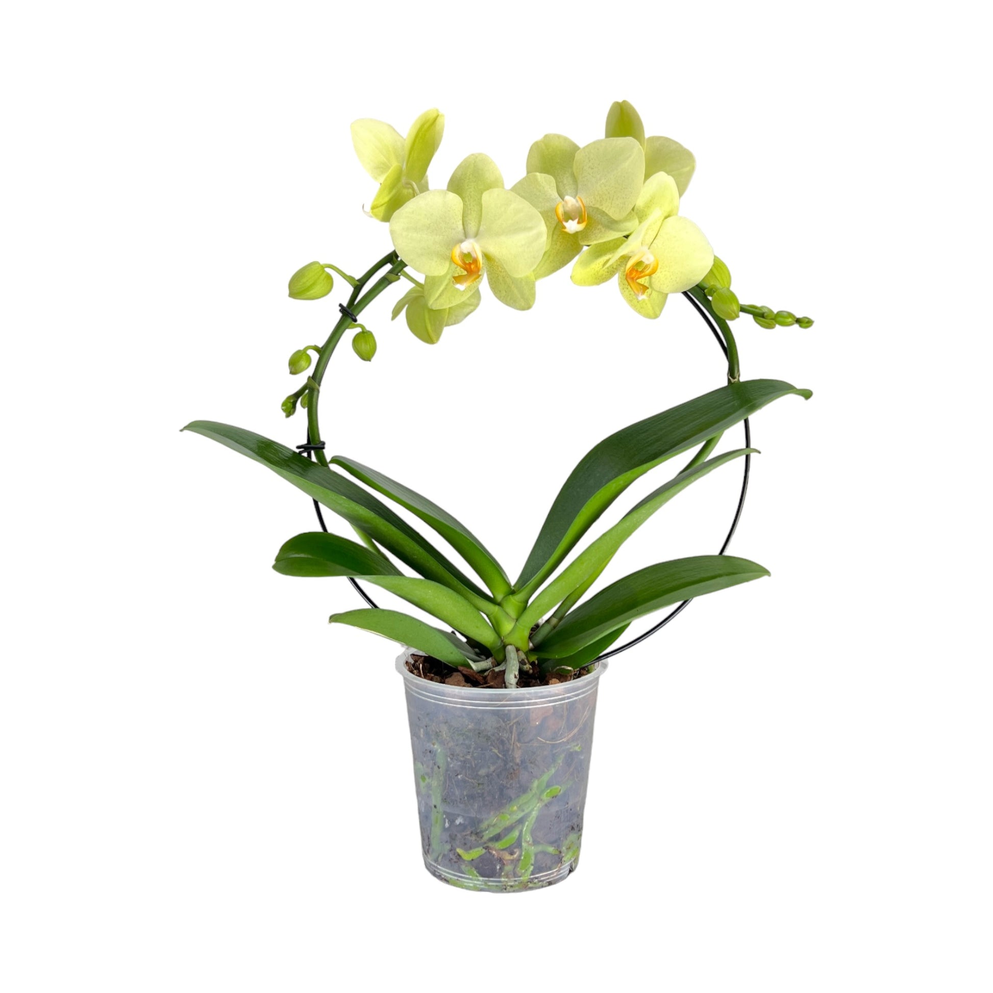 Hooped Orchid 12 cm Mixed Colour - Orchid The Horti House