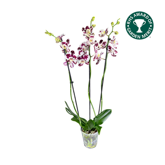 Triple Stem 12cm Orchid AGM 'Marrakesh'