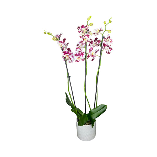 Triple Stem 12cm Orchid AGM 'Marrakesh'- in ceramic