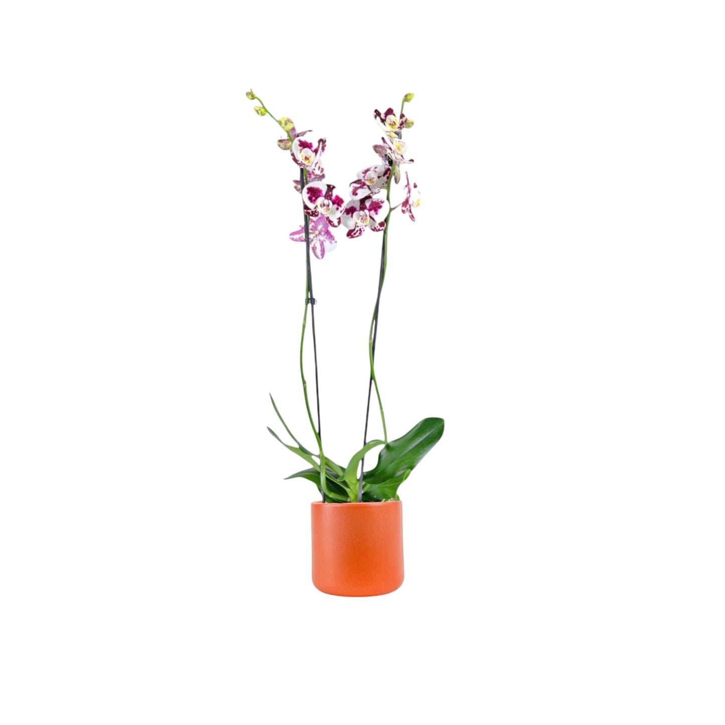 Phalaenopsis 12cm AGM Triple Stem Marrakesh in Cambridge Ceramic