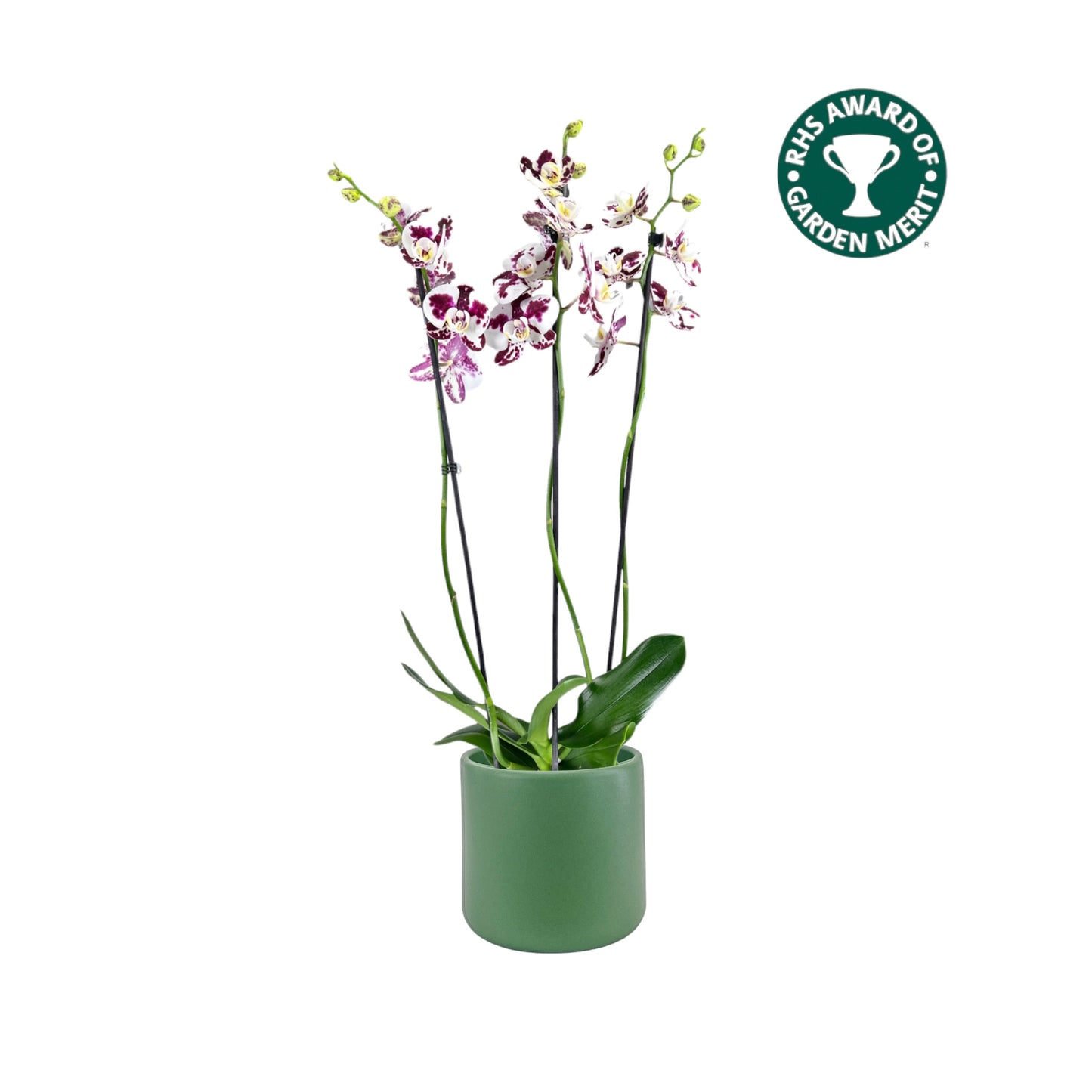 Phalaenopsis 12cm AGM Triple Stem Marrakesh in Cambridge Ceramic