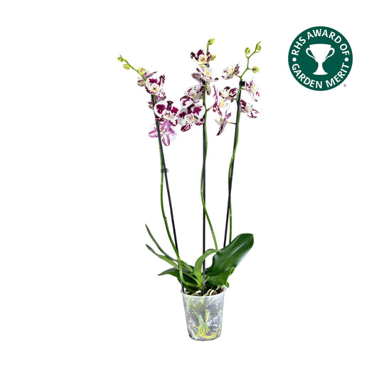 Triple Stem 12cm Orchid AGM 'Marrakesh'