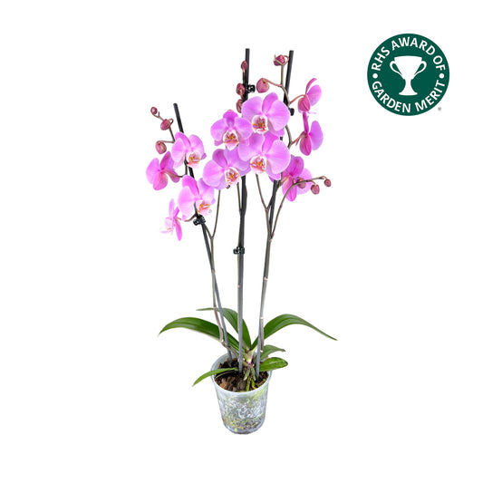 Orchid 12cm Milwaukee Angle