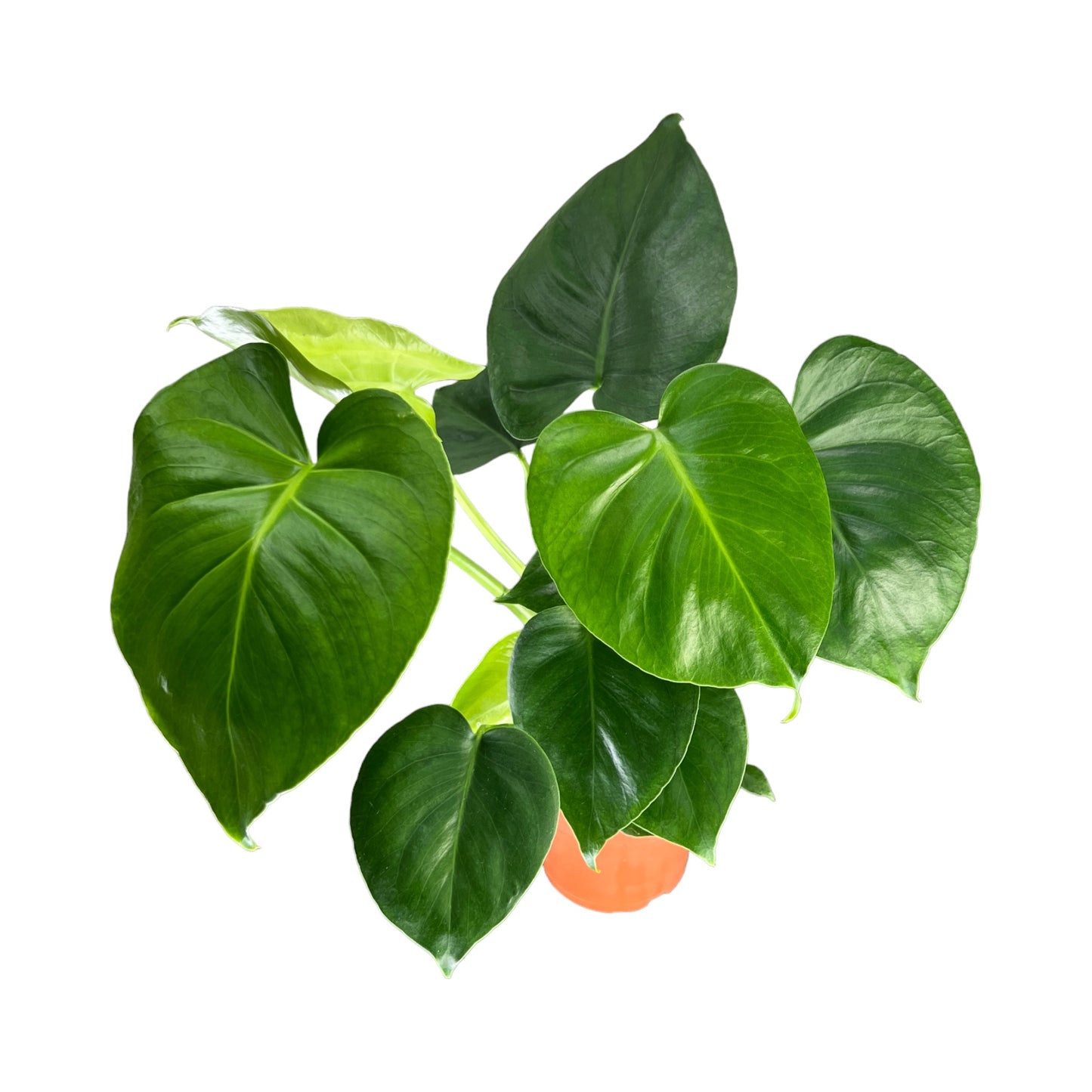 Monstera 12cm Deliciosa - Green Plant The Horti House