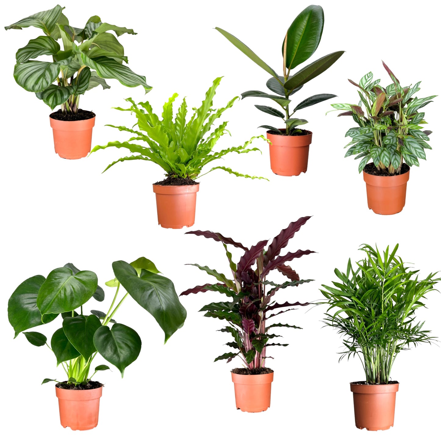 Green Plant 12cm Mix
