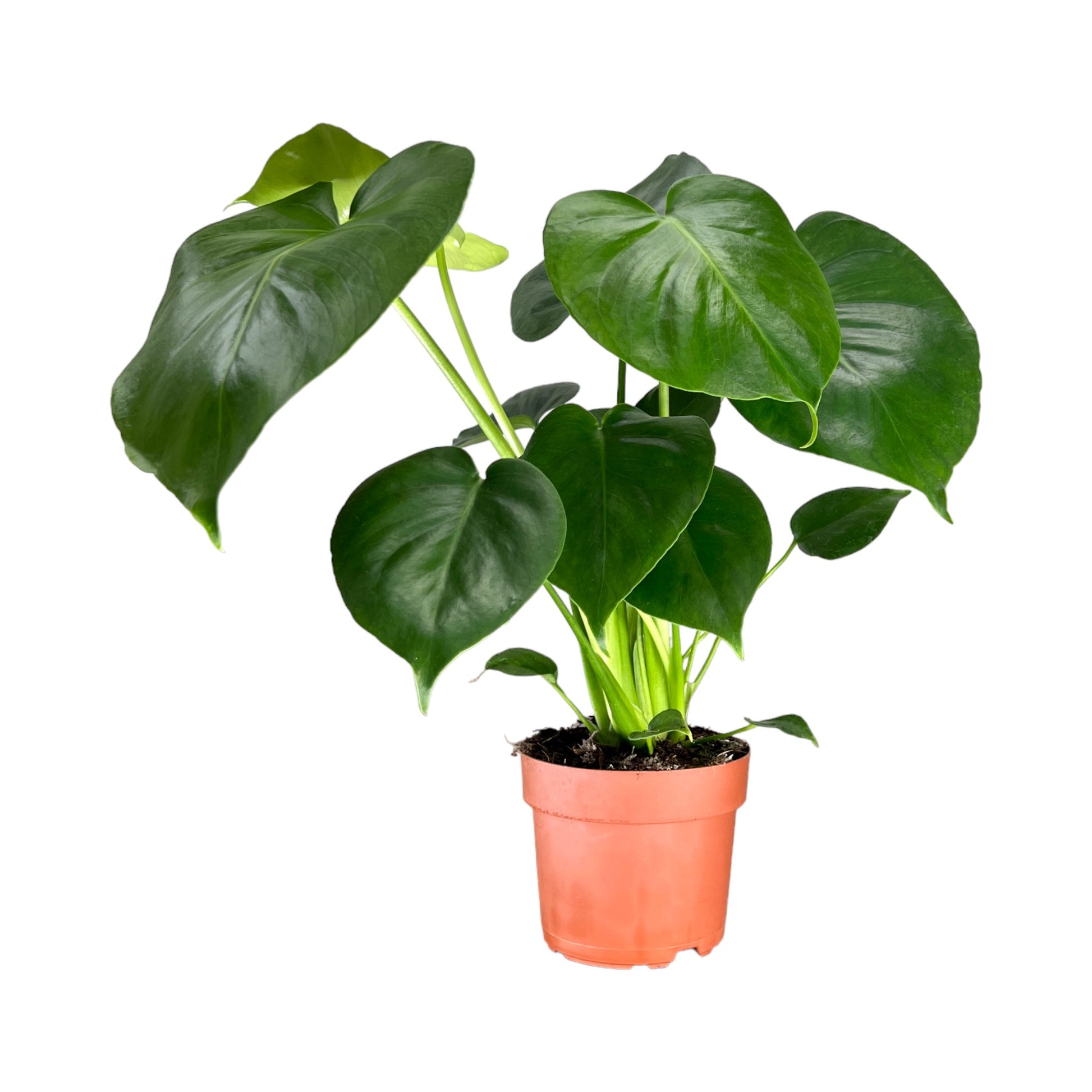 monstera deliciosa buy uk Monstera 12cm Deliciosa – The Horti House