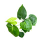 Monstera 12cm Deliciosa - Green Plant The Horti House
