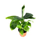 Musa 12cm Oriental Dwarf - Green Plant The Horti House
