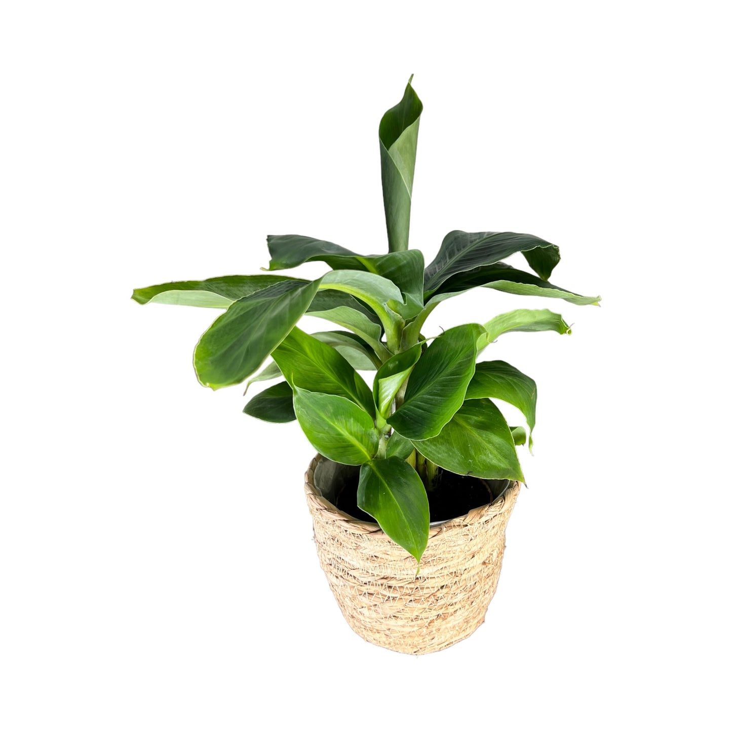 Musa 12cm Oriental Dwarf in Basket - Green Plant The Horti House