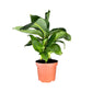 Musa 12cm Oriental Dwarf - Green Plant The Horti House