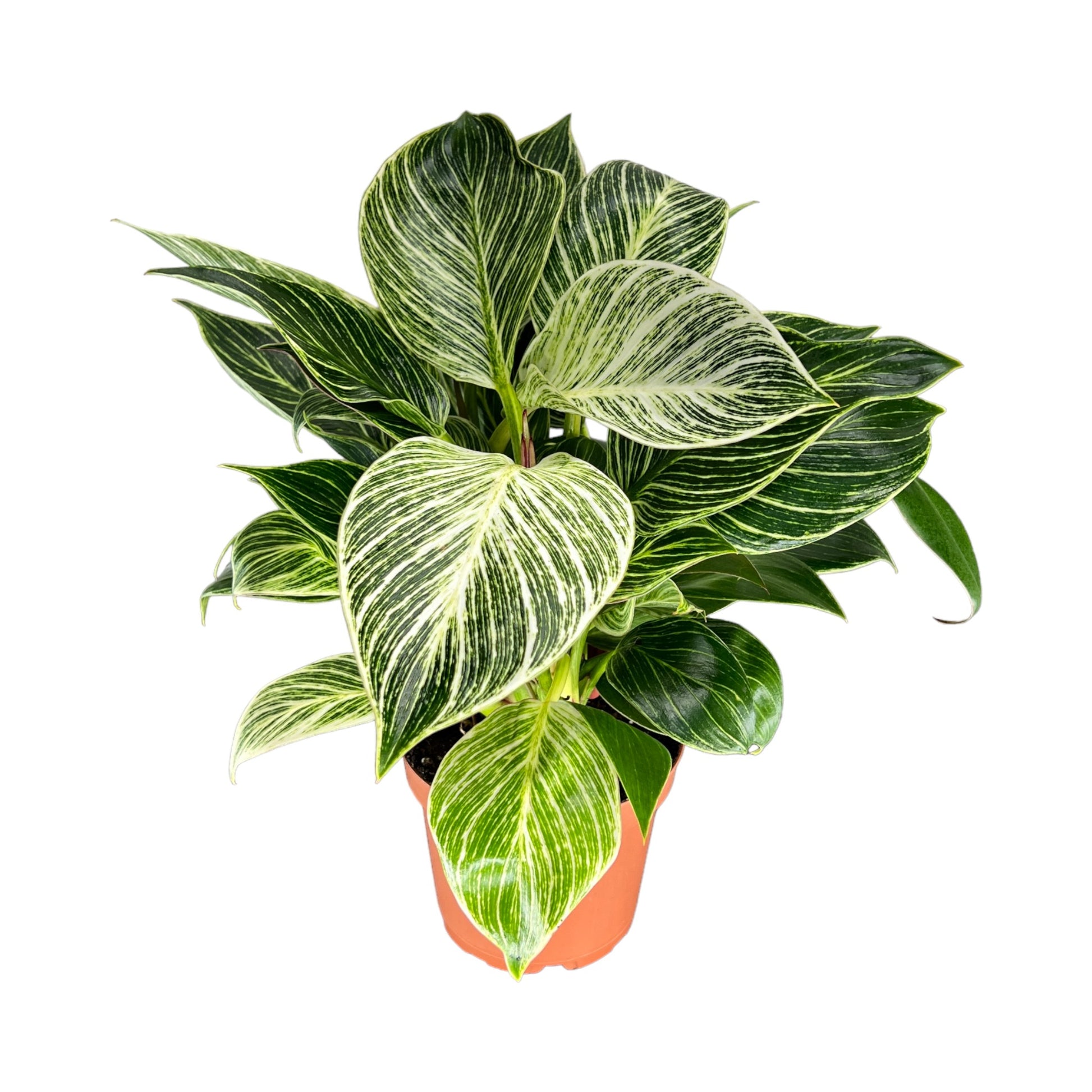 Philodendron 12cm Zebra - Green Plant The Horti House