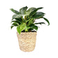 Philodendron 12cm Zebra in Basket - Green Plant The Horti House