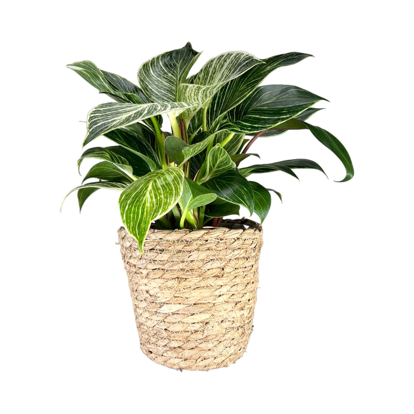 Philodendron 12cm Zebra in Basket - Green Plant The Horti House