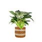 Green Plant 12cm British Mix in Basket - Green Plant The Horti House