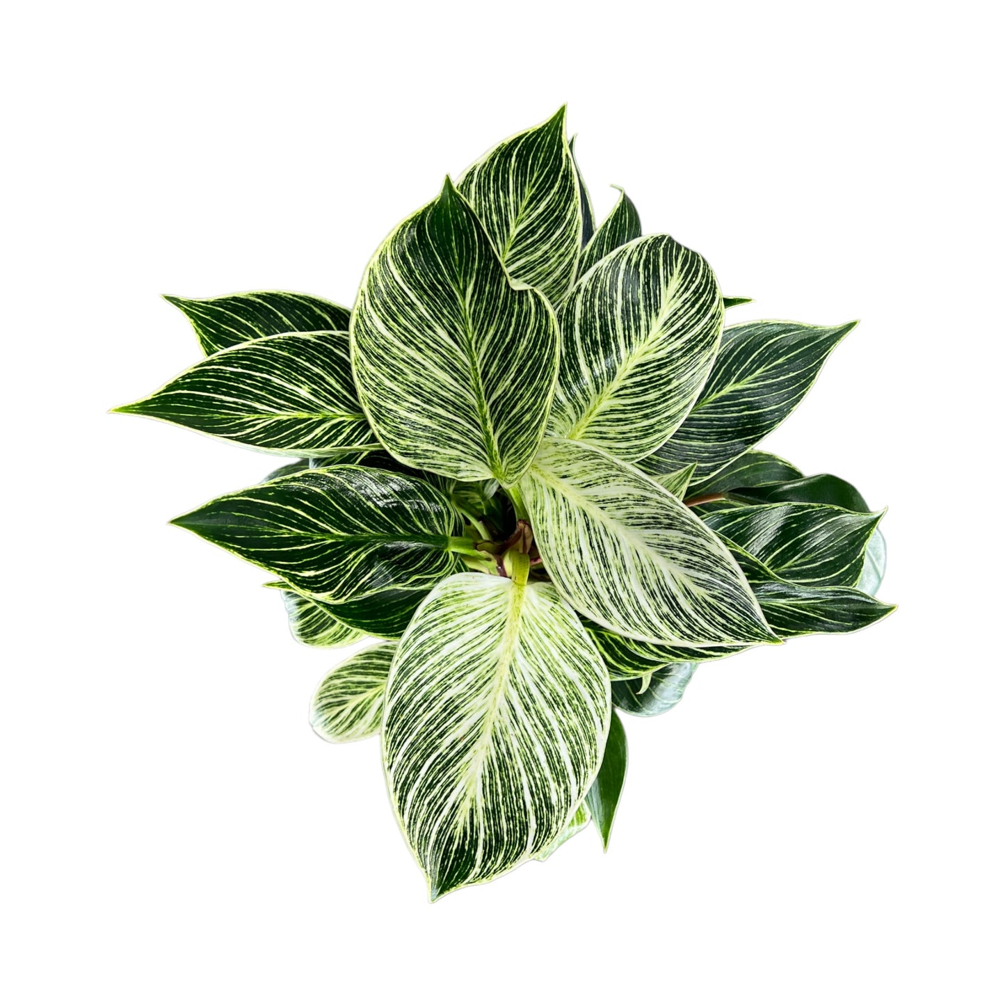 Philodendron 12cm Zebra - Green Plant The Horti House