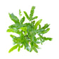 Fern 12cm Mix