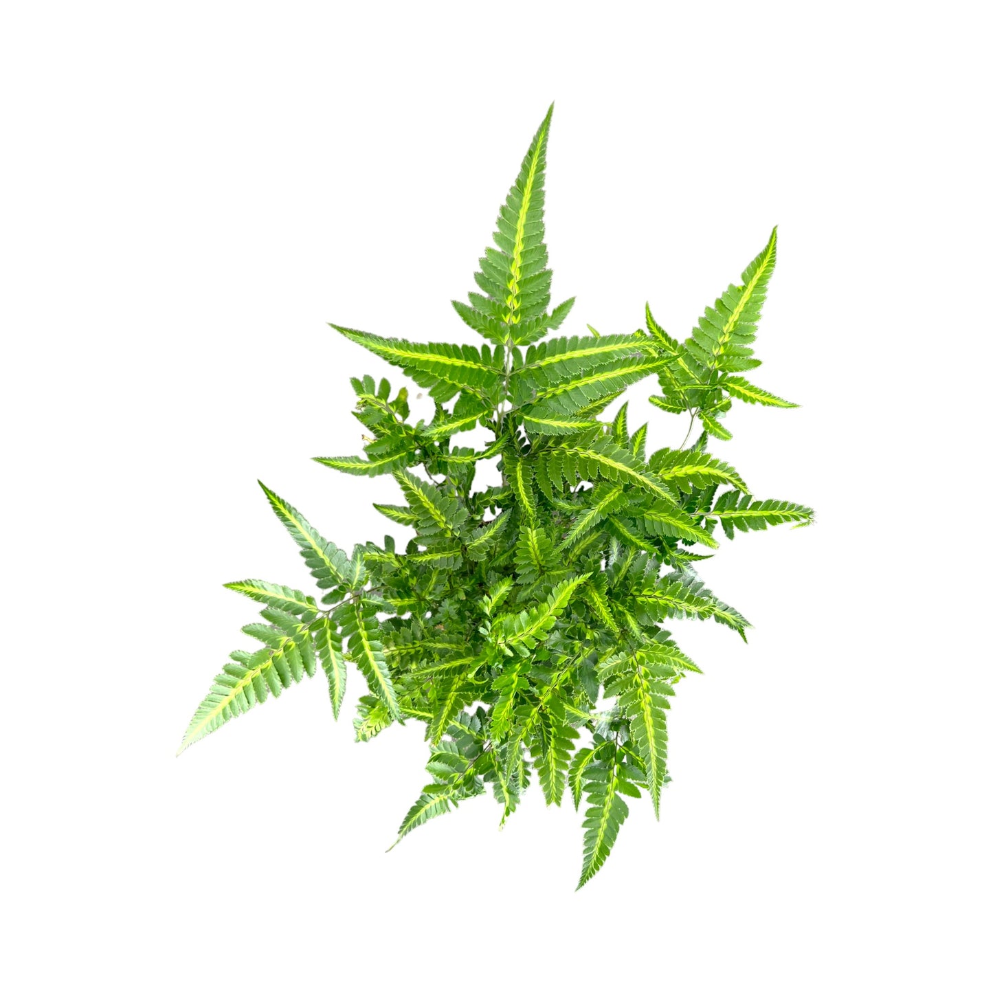 Fern 12cm Mix
