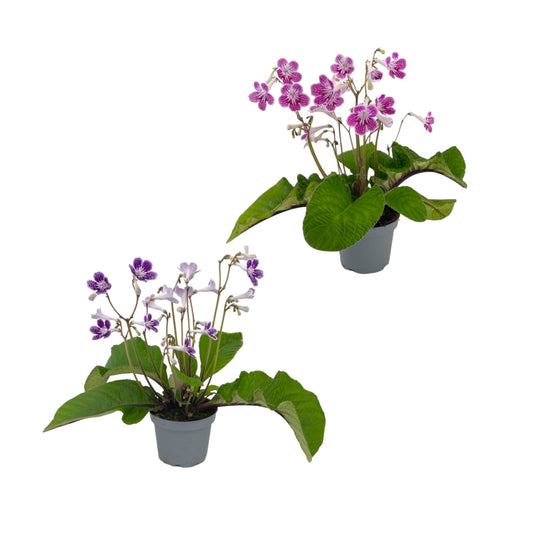 Streptocarpus 12cm Polka Dot