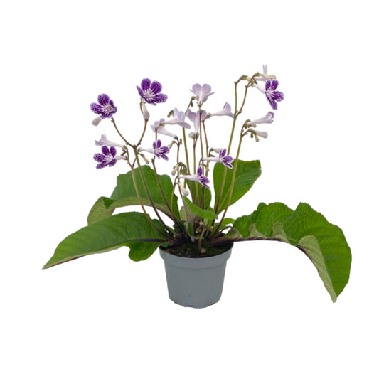 Streptocarpus 12cm Polka Dot