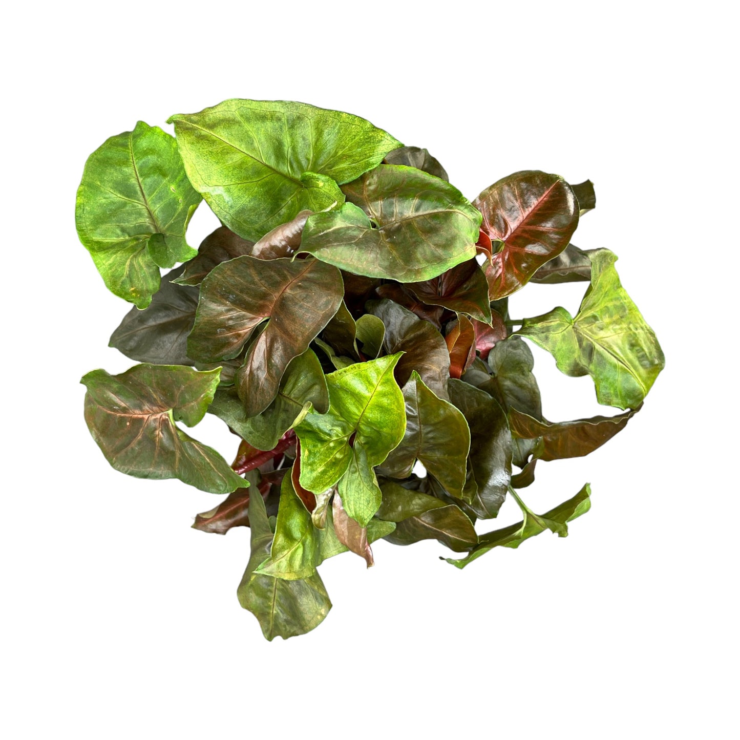 Syngonium 12cm