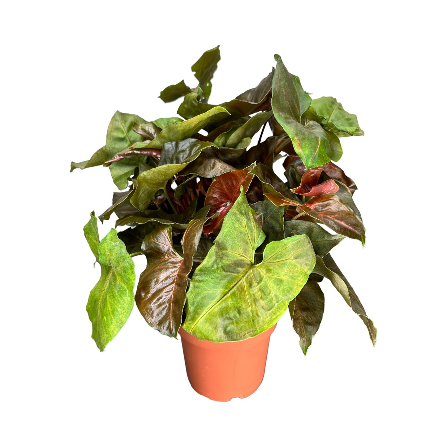 Syngonium 12cm