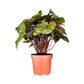 Syngonium 12cm