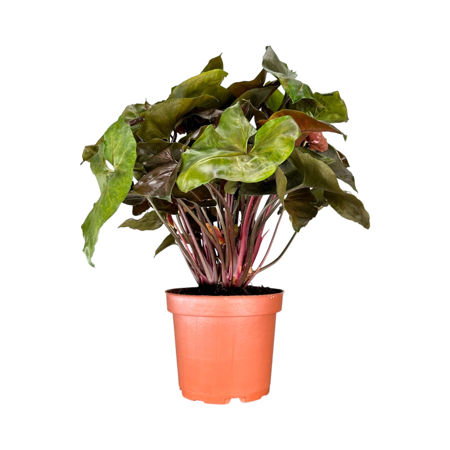 Syngonium 12cm