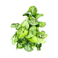 Syngonium 12cm