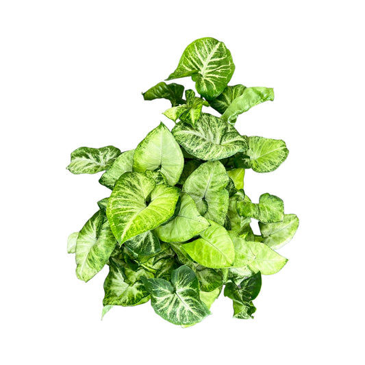Syngonium 12cm