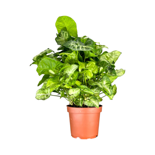 Syngonium 12cm
