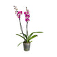 Phalaenopsis 12cm Twin Stem Mixed 40 - 52cm 12+ - Orchid The Horti House