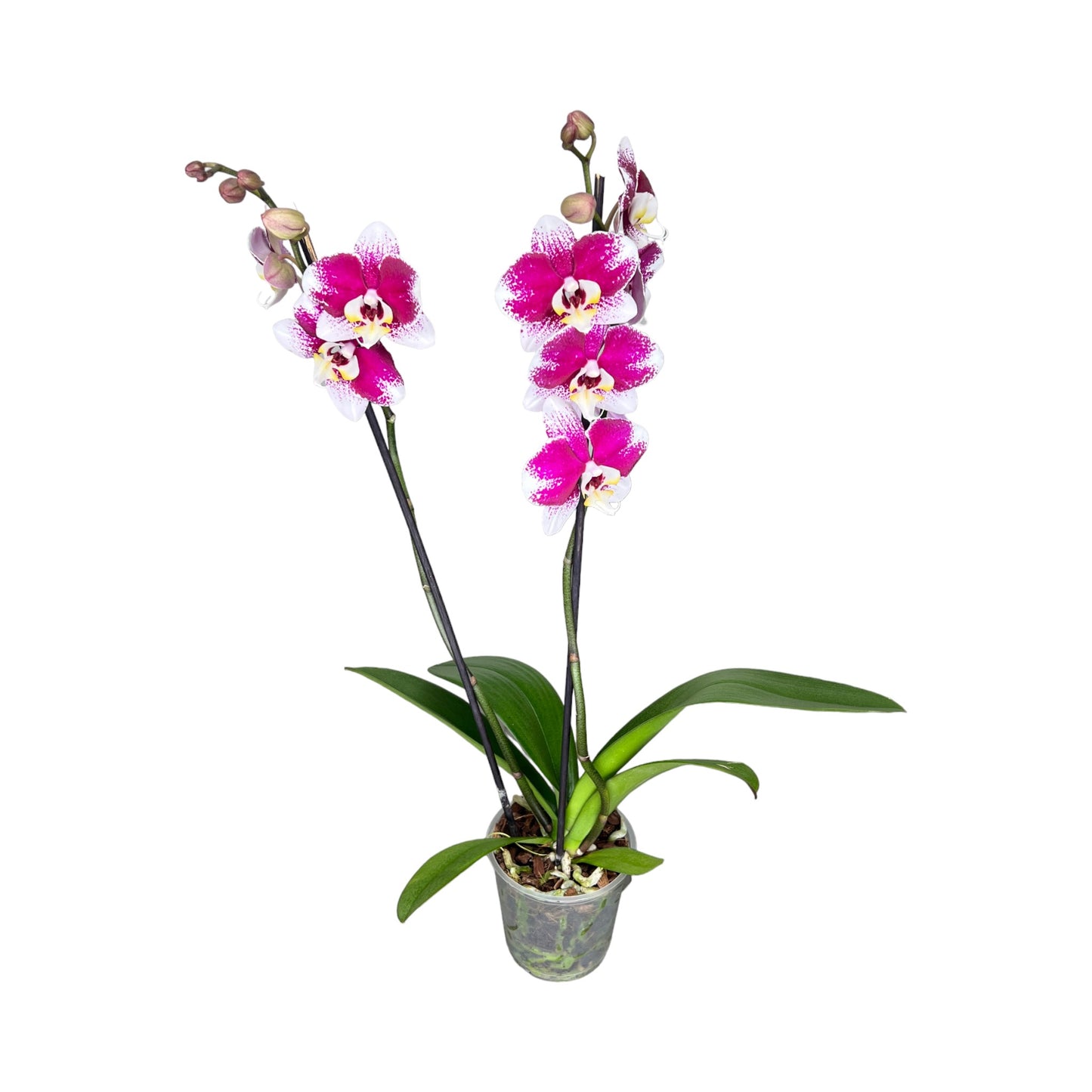 Twin Stem 12cm Orchid Bi-Colour - Orchid The Horti House