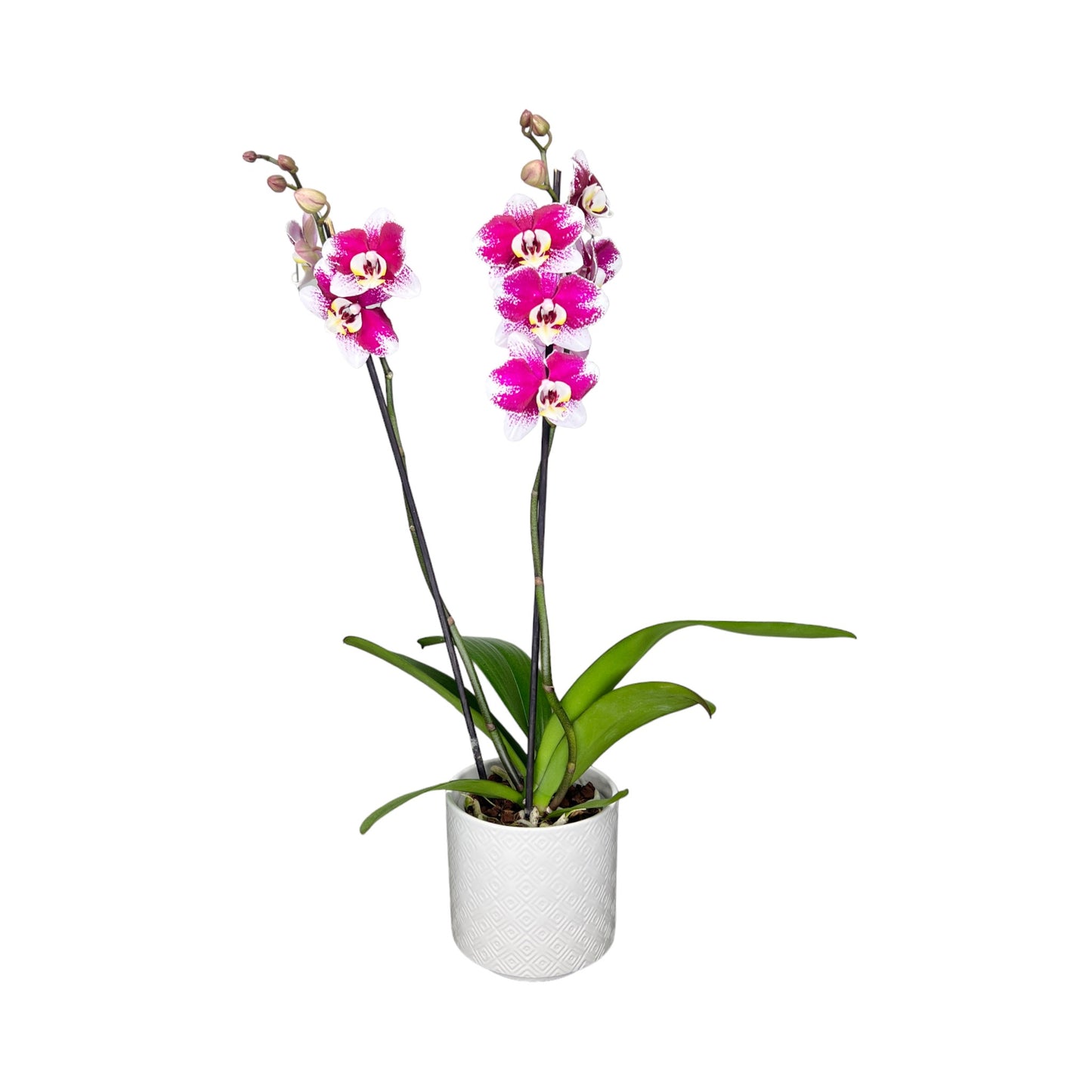 Twin Stem 12cm Orchid in Ceramic Bi-Colour