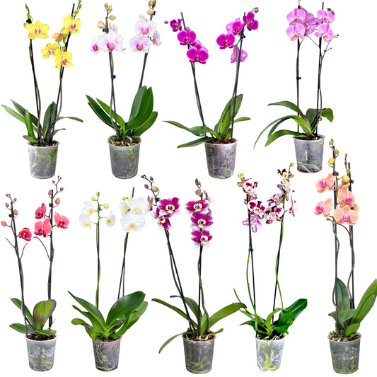 Phalaenopsis 12cm Twin Stem Mixed Colours