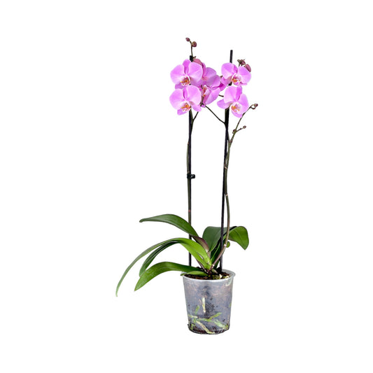 Phalaenopsis 12cm Twin Stem Pink