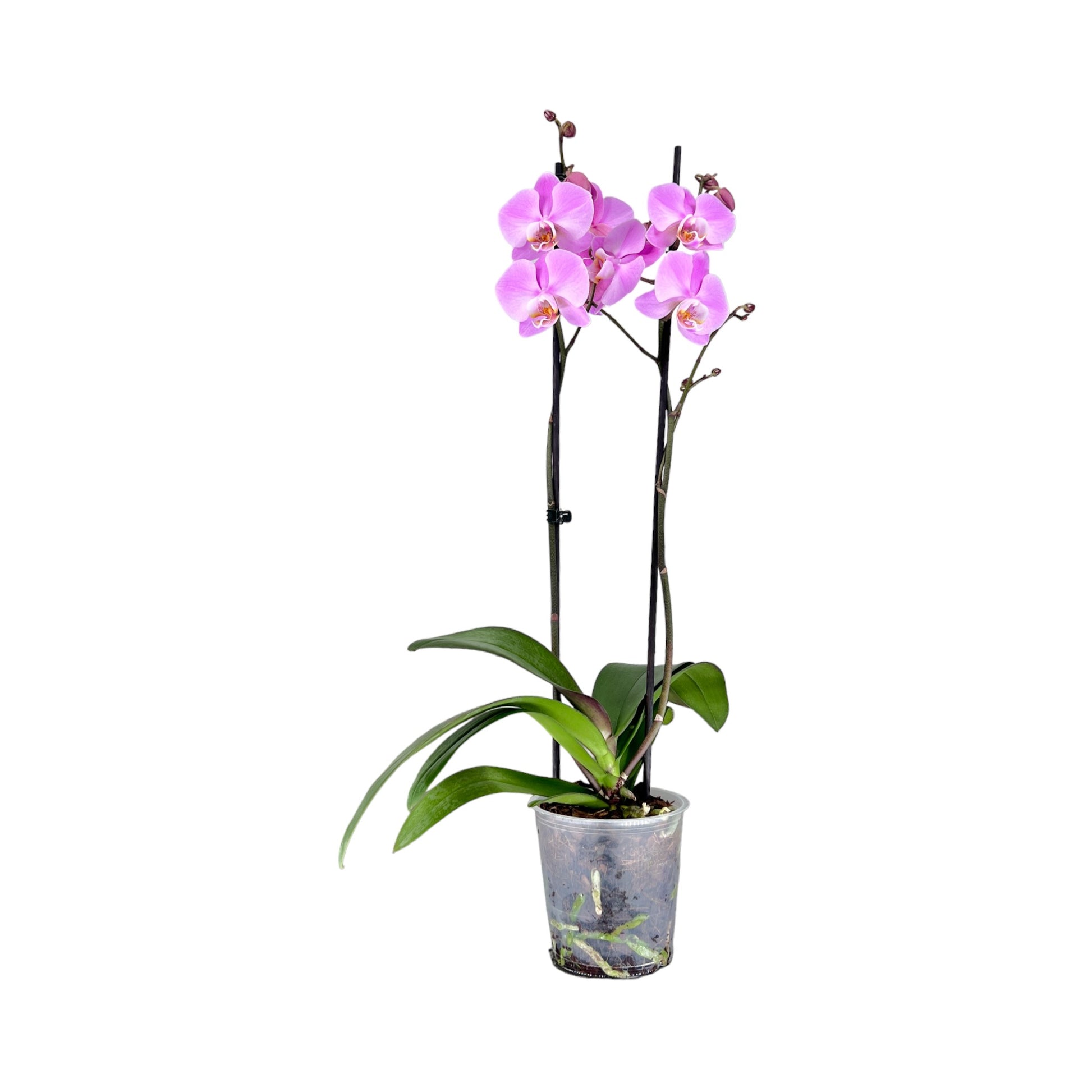 Phalaenopsis 12cm Twin Stem Mixed 40 - 52cm 12+ - Orchid The Horti House