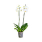 Phalaenopsis 12cm Twin Stem Mixed 40 - 52cm 12+ - Orchid The Horti House