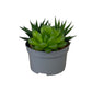 Succulent 13cm Mix
