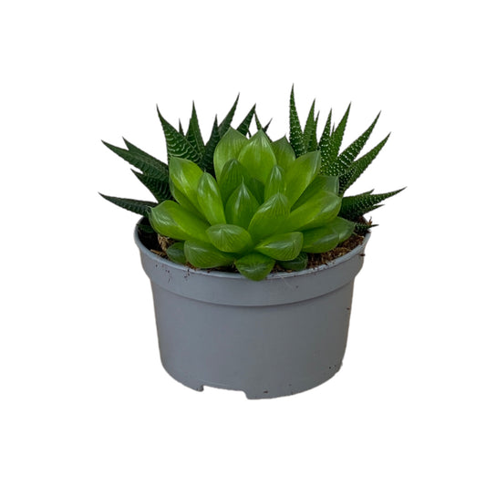 Succulent 13cm Mix