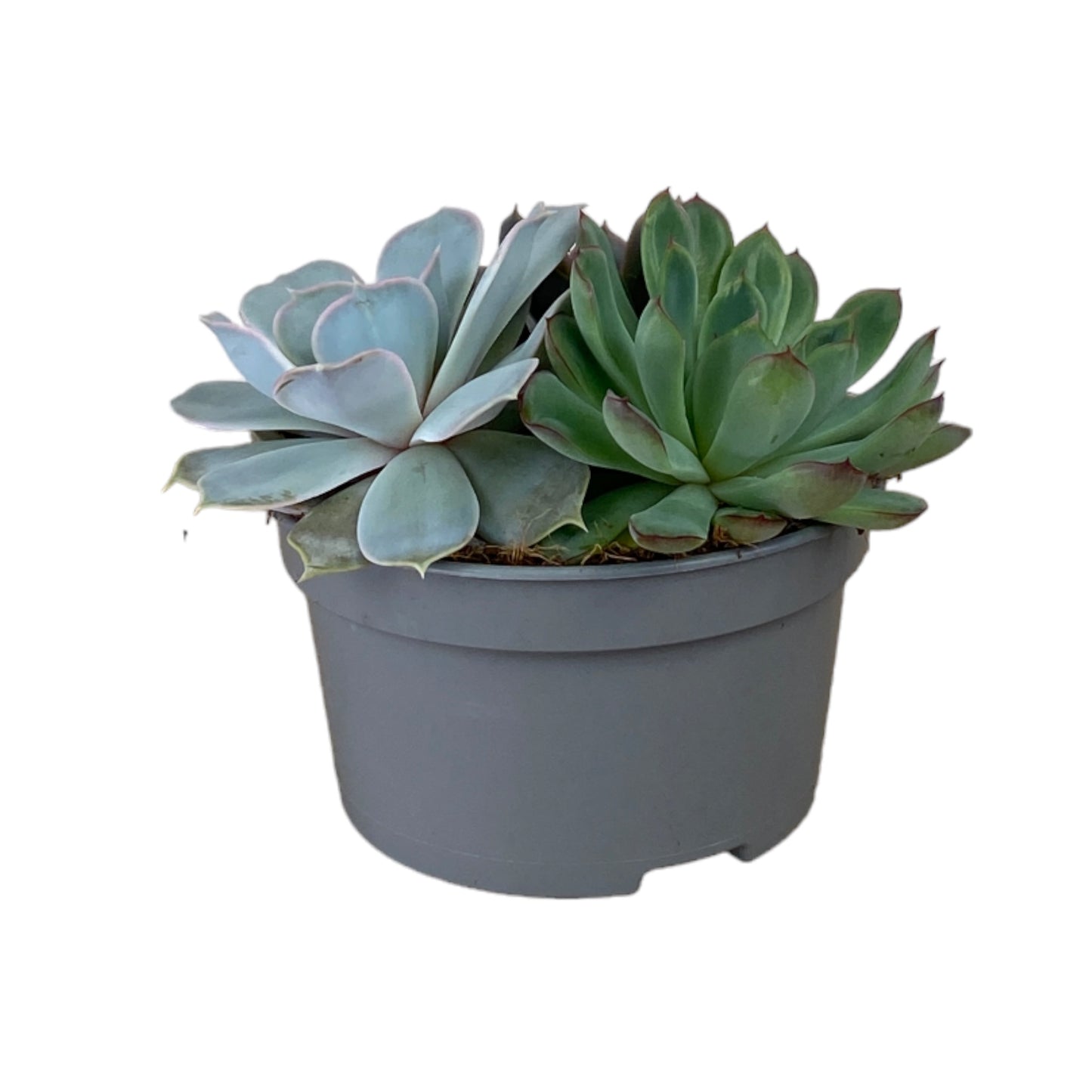 Succulent 13cm Mix