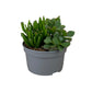 Succulent 13cm Mix