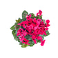 Cyclamen 10.5cm Seasonal Mix