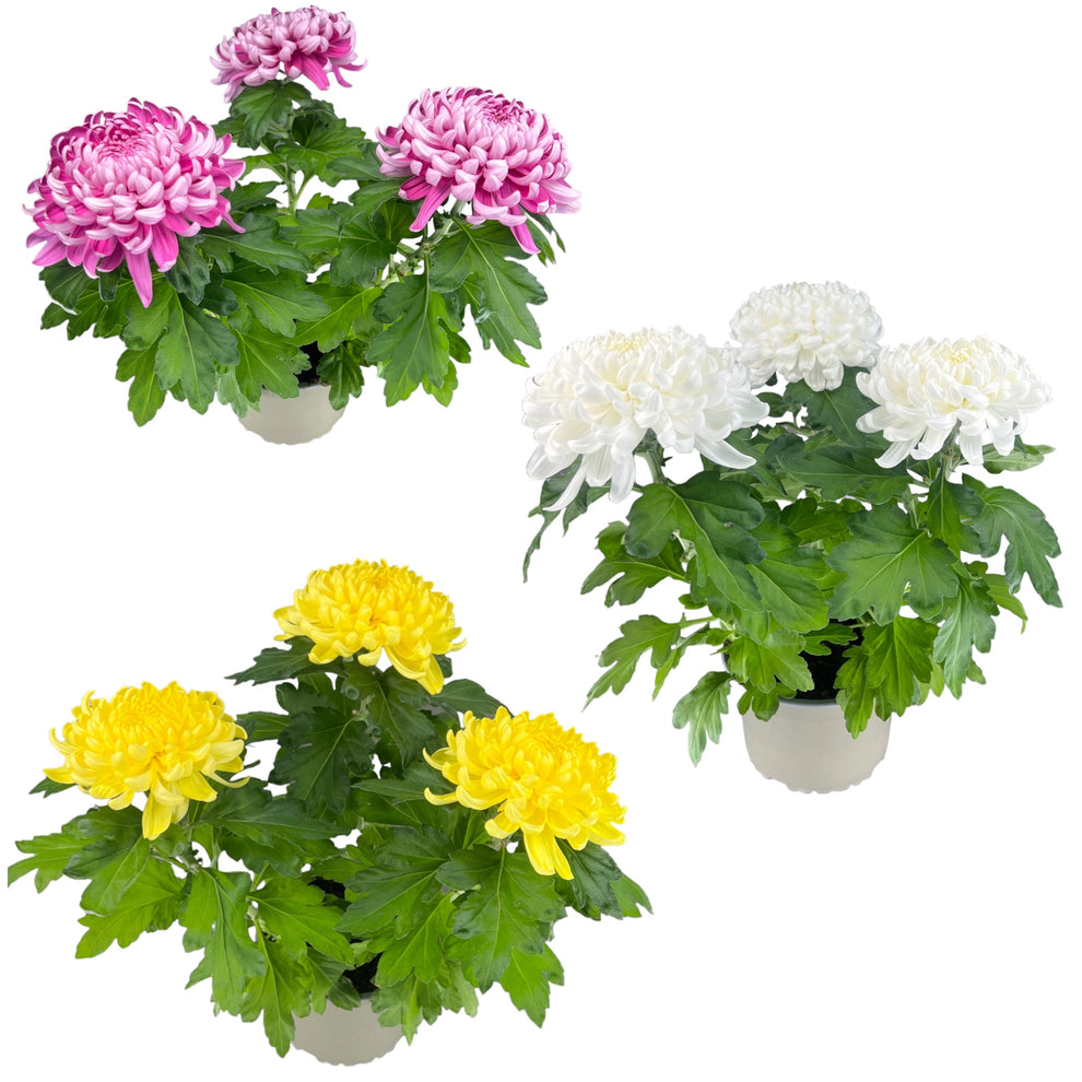Chrysanthemum 14cm Disbud Bloom Mix The Horti House