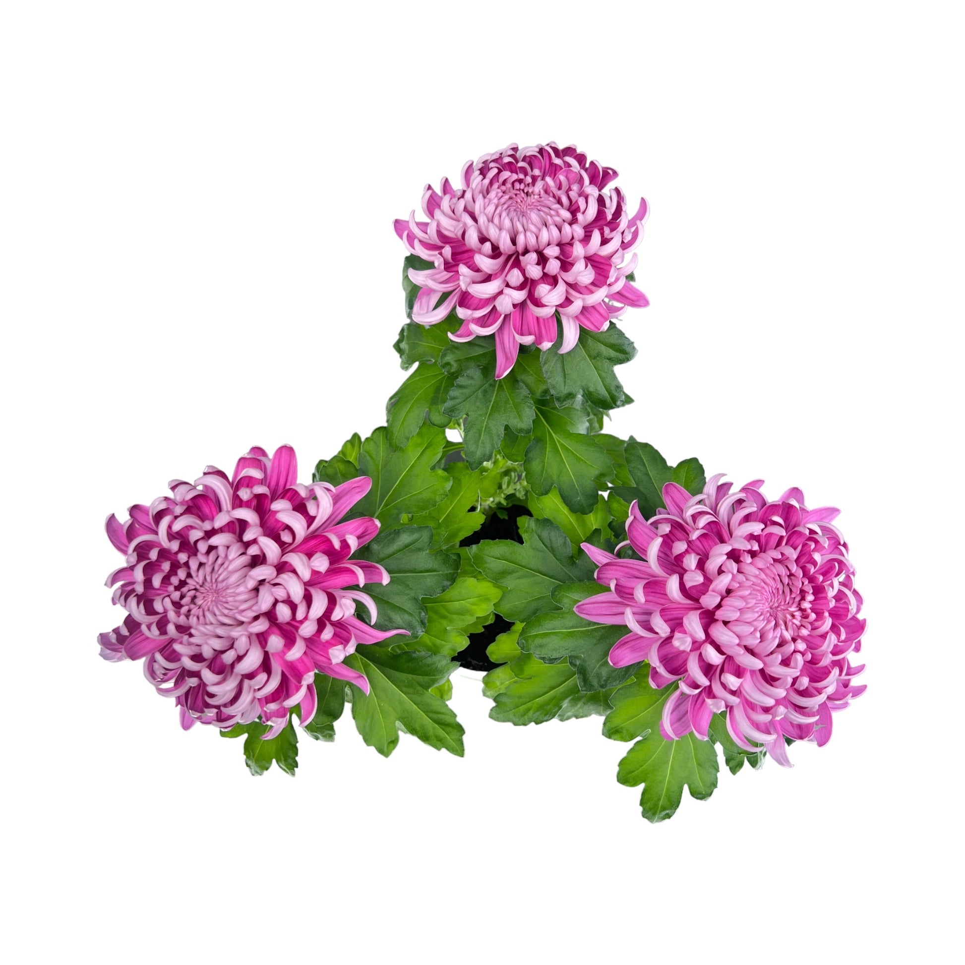 Chrysanthemum 14cm Bloom Pink - Flowering The Horti House