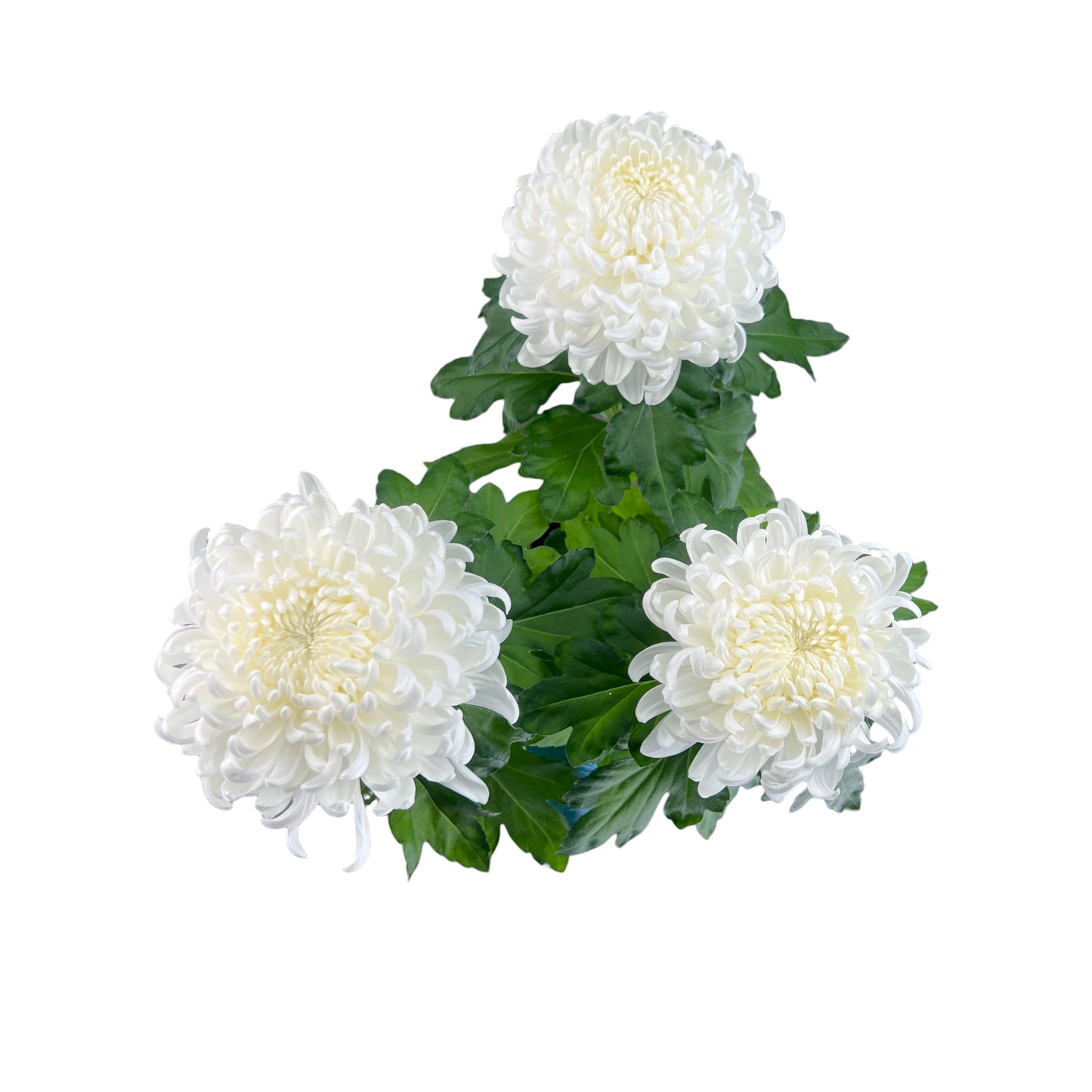 Chrysanthemum 14cm Bloom White - Flowering The Horti House
