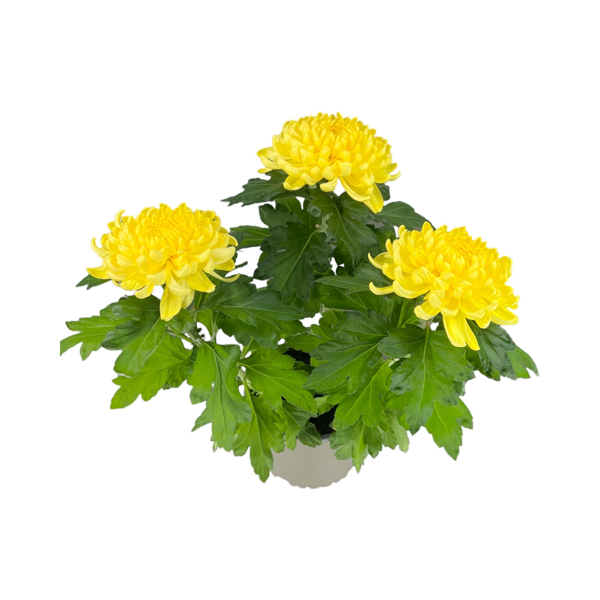 Chrysanthemum 14cm Bloom Yellow - Flowering The Horti House