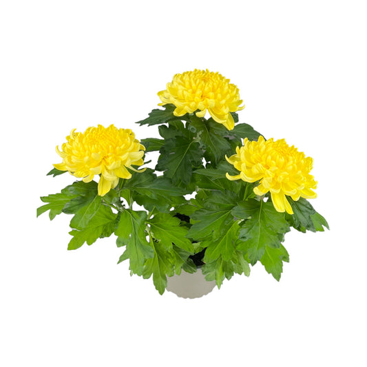 Chrysanthemum 14cm Bloom Yellow - Flowering The Horti House